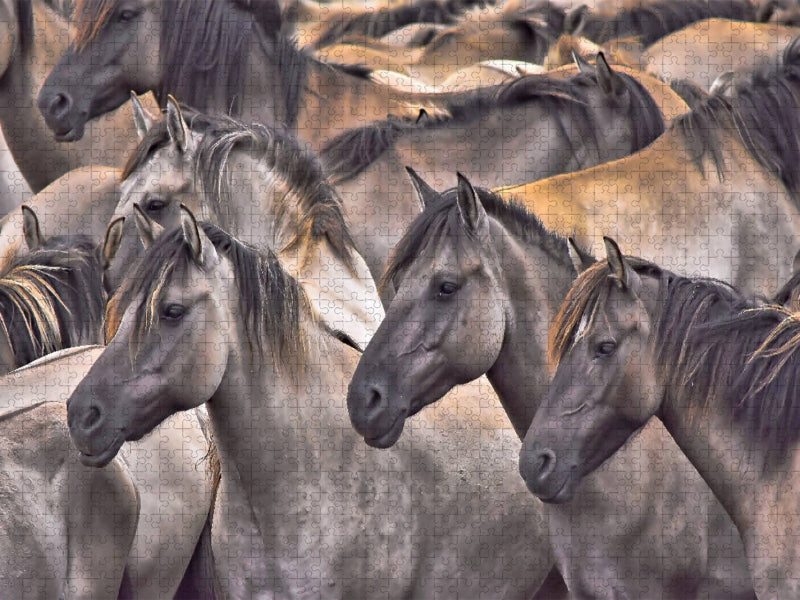 Traumpferde - CALVENDO Foto-Puzzle'