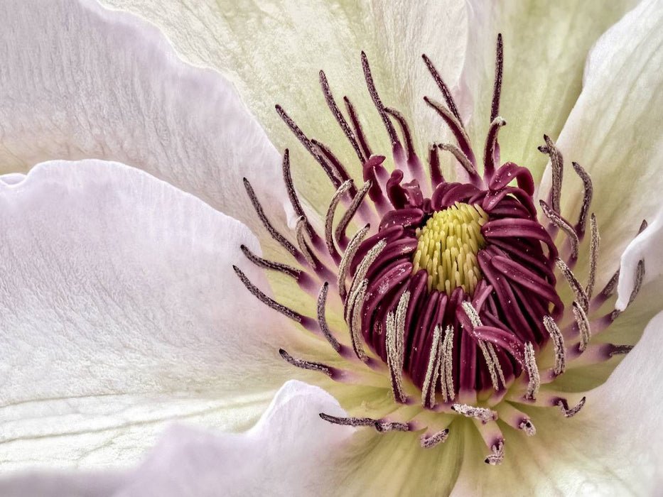Clematis - CALVENDO Foto-Puzzle'