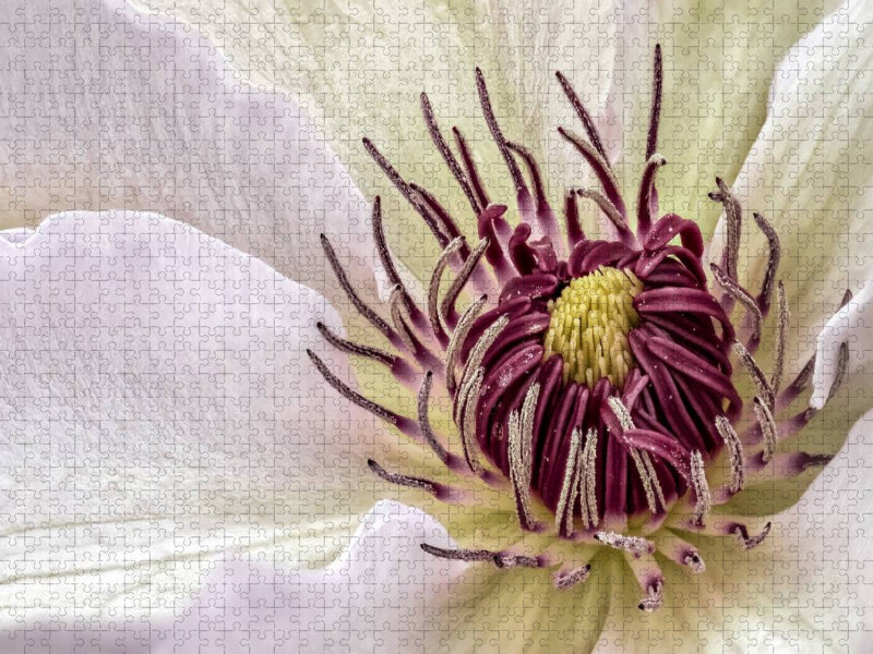 Clematis - CALVENDO Foto-Puzzle'