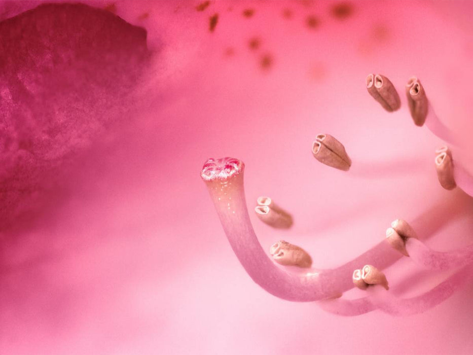 Pollen - CALVENDO Foto-Puzzle'