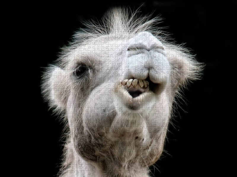 Kamel Gesichter - CALVENDO Foto-Puzzle'