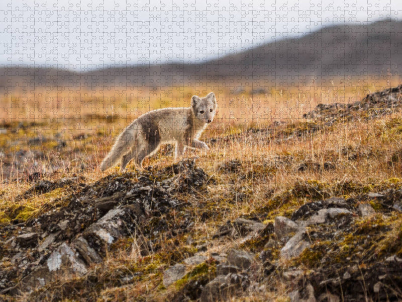 Polarfuchs - CALVENDO Foto-Puzzle'