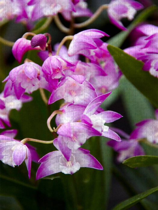 Cymbidium - CALVENDO Foto-Puzzle'