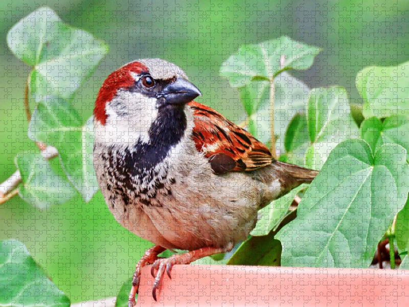 Spatz - CALVENDO Foto-Puzzle'