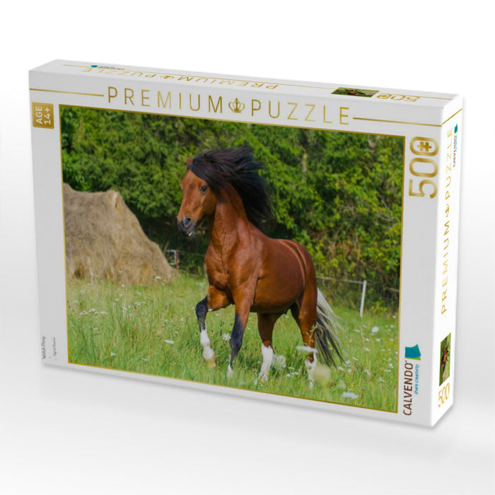 Welsh Pony - CALVENDO Foto-Puzzle'