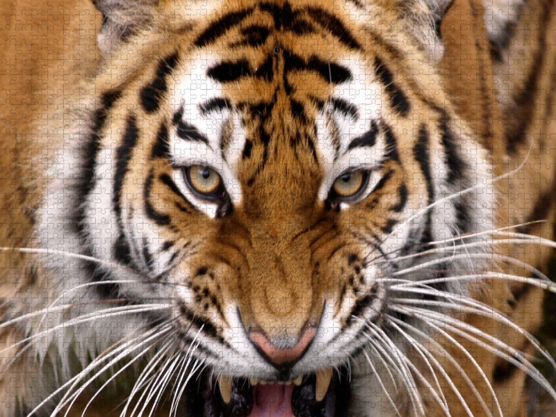 Tiger - CALVENDO Foto-Puzzle'