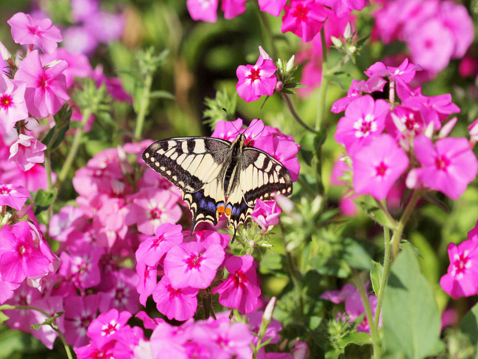 Phlox - CALVENDO Foto-Puzzle'
