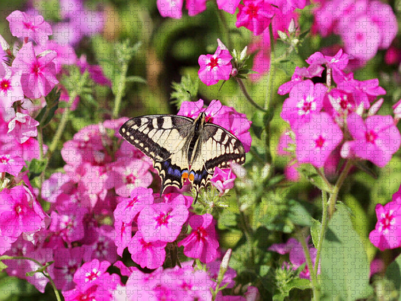 Phlox - CALVENDO Foto-Puzzle'