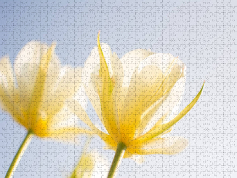 Tulpen - CALVENDO Foto-Puzzle'