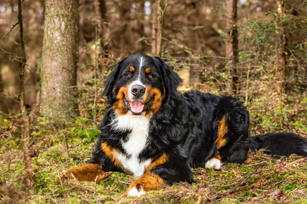 Premium Textil-Leinwand Ruhe im Wald