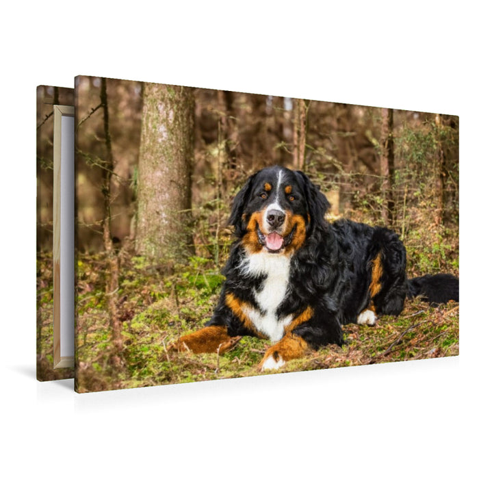Premium Textil-Leinwand Ruhe im Wald