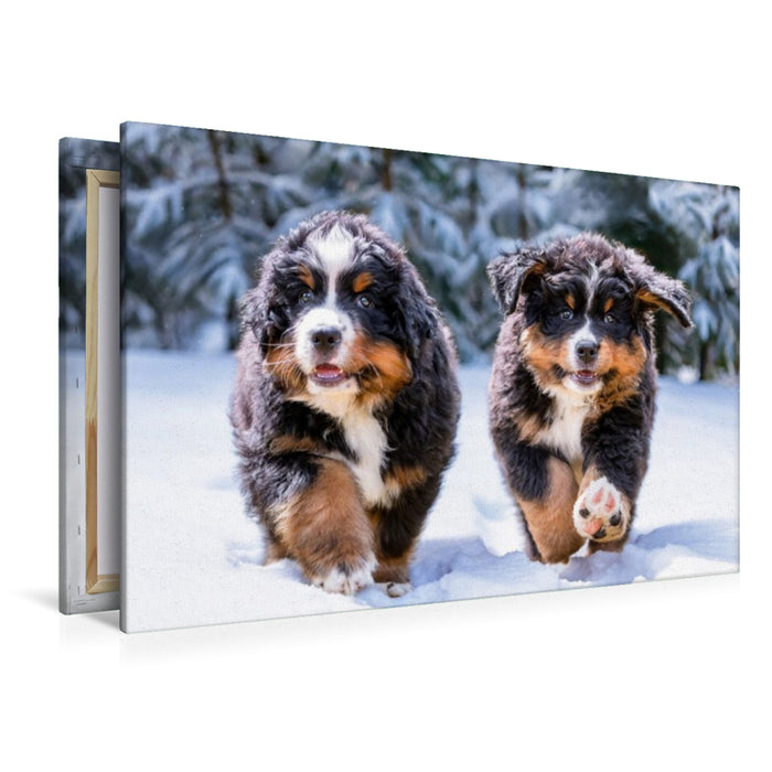 Premium Textil-Leinwand Bärenbrüder