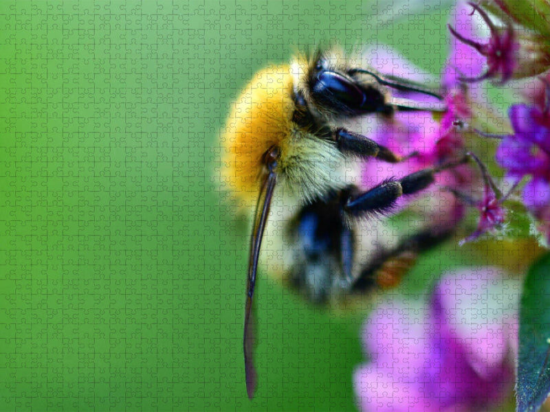 Farbenfroh - CALVENDO Foto-Puzzle'
