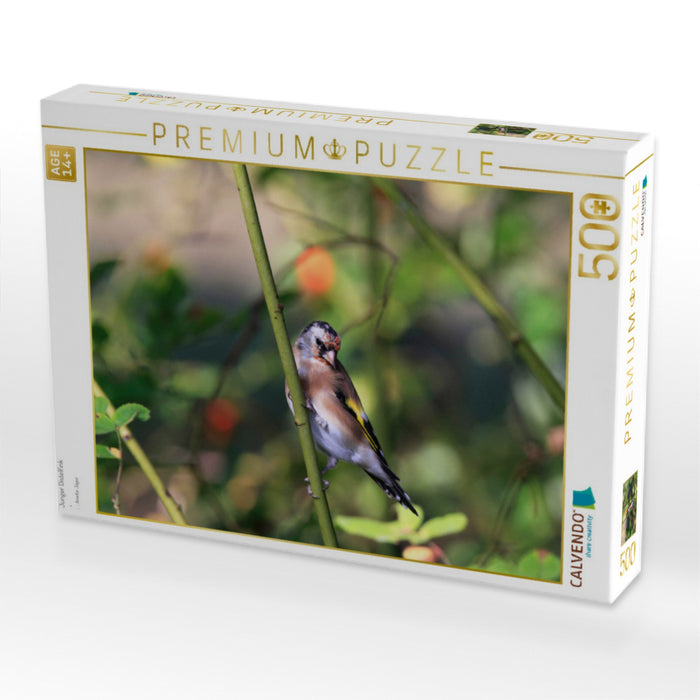 Junger Distelfink - CALVENDO Foto-Puzzle'