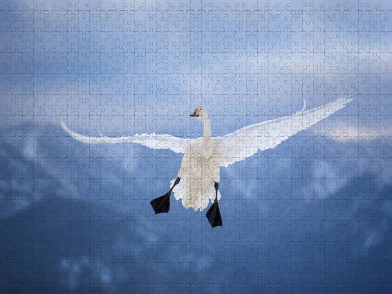 Singschwan - CALVENDO Foto-Puzzle'
