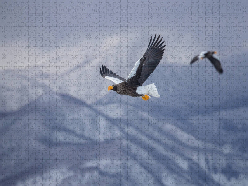 Riesenseeadler - CALVENDO Foto-Puzzle'