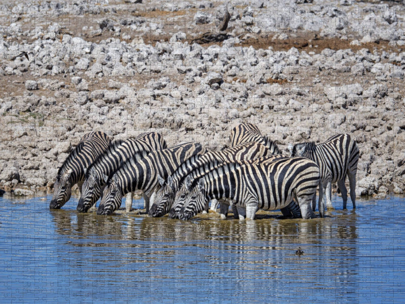 Zebras - CALVENDO Foto-Puzzle'