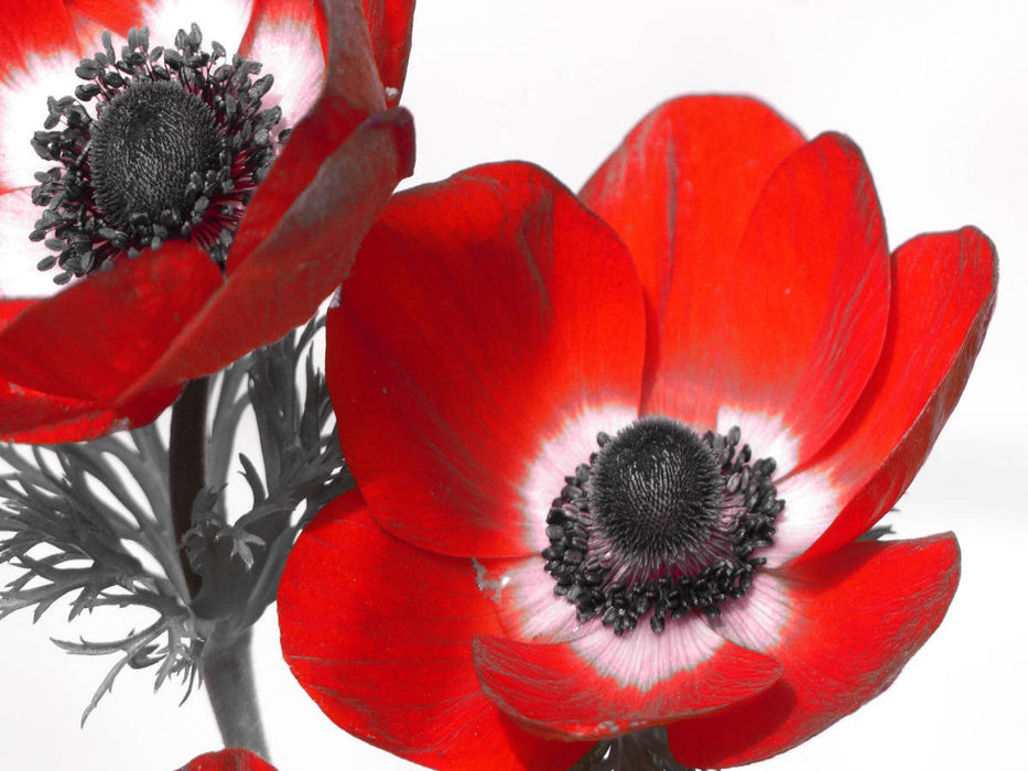 Anemonen - CALVENDO Foto-Puzzle'