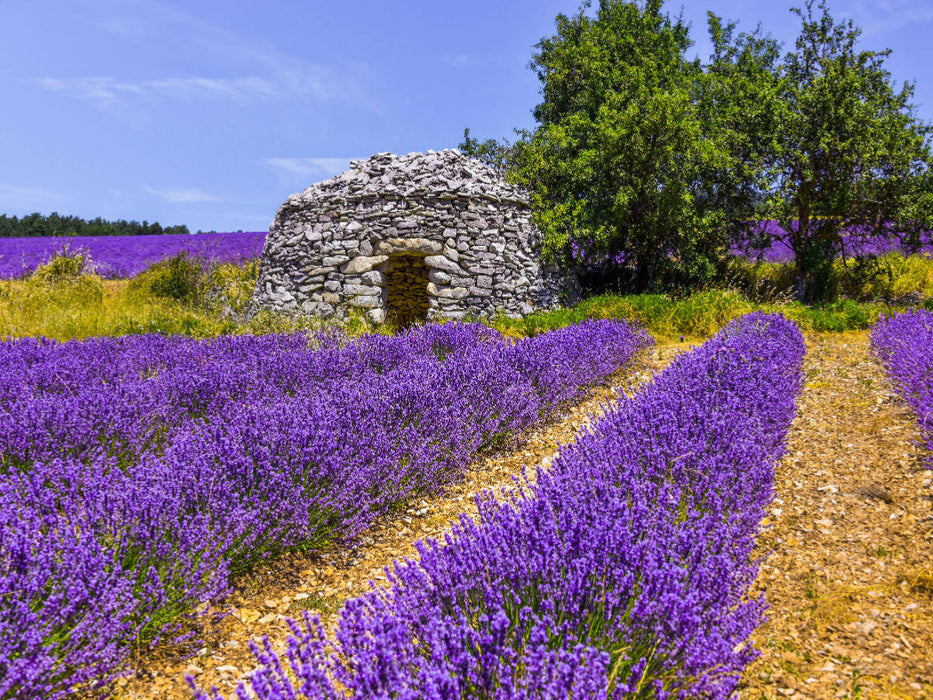 Lavendefeld mit Steinhütte - CALVENDO Foto-Puzzle'