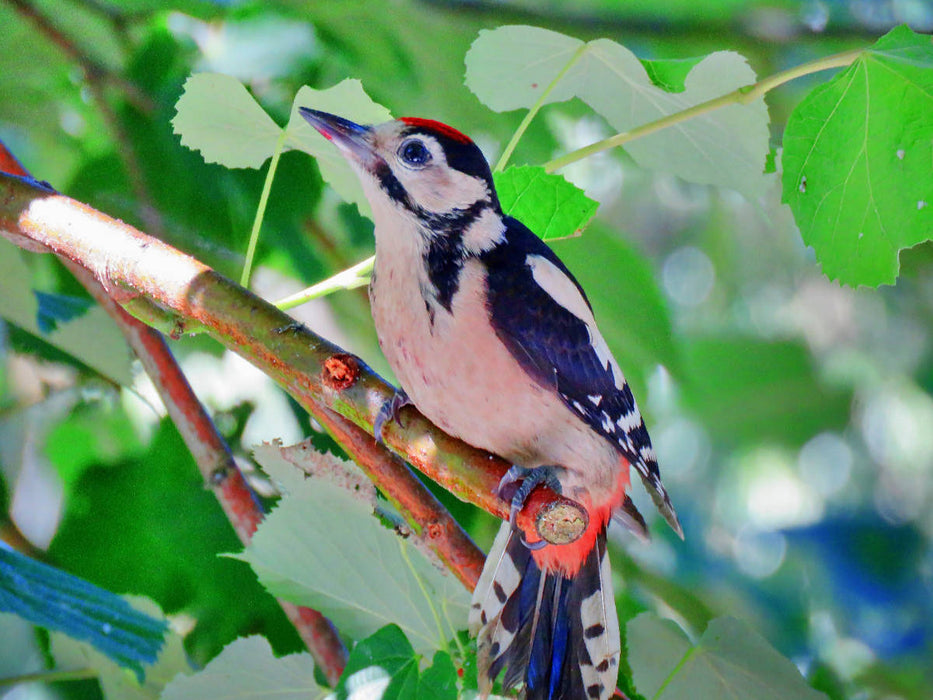 Junger Buntspecht - CALVENDO Foto-Puzzle'