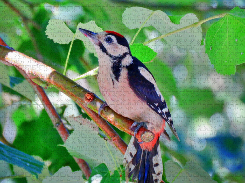 Junger Buntspecht - CALVENDO Foto-Puzzle'