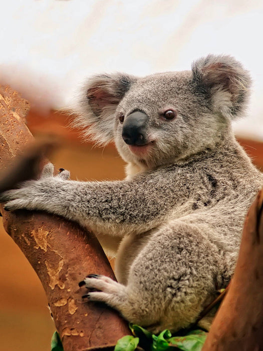 Koala - CALVENDO Foto-Puzzle'