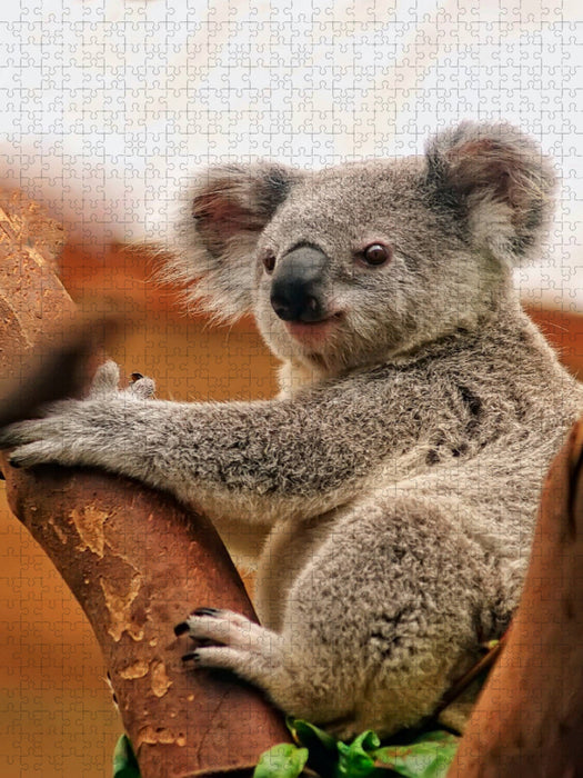 Koala - CALVENDO Foto-Puzzle'