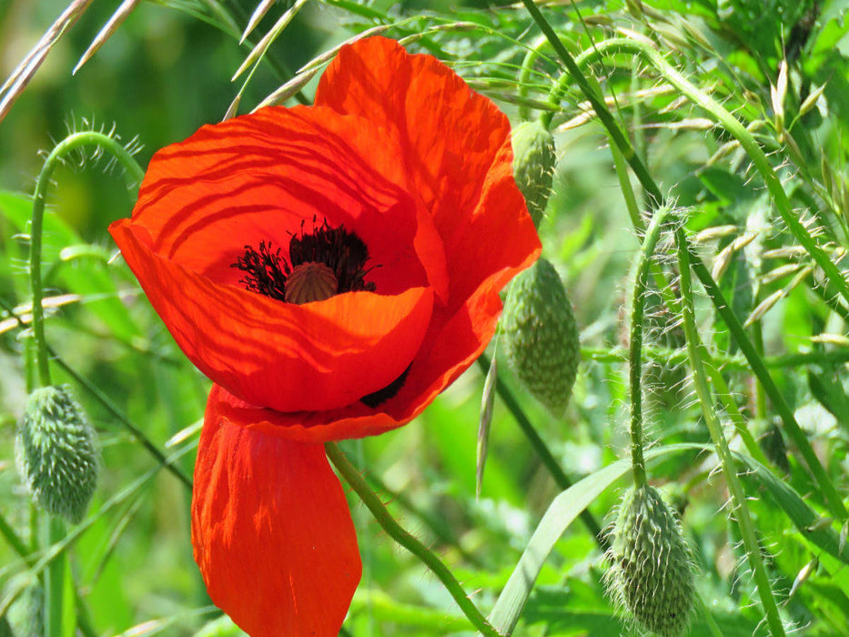 Roter Mohn - CALVENDO Foto-Puzzle'
