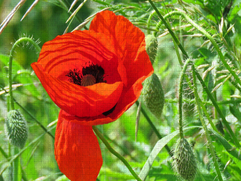 Roter Mohn - CALVENDO Foto-Puzzle'