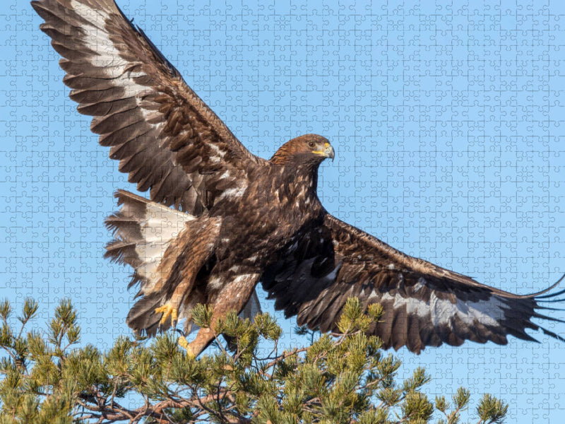 Steinader - CALVENDO Foto-Puzzle'