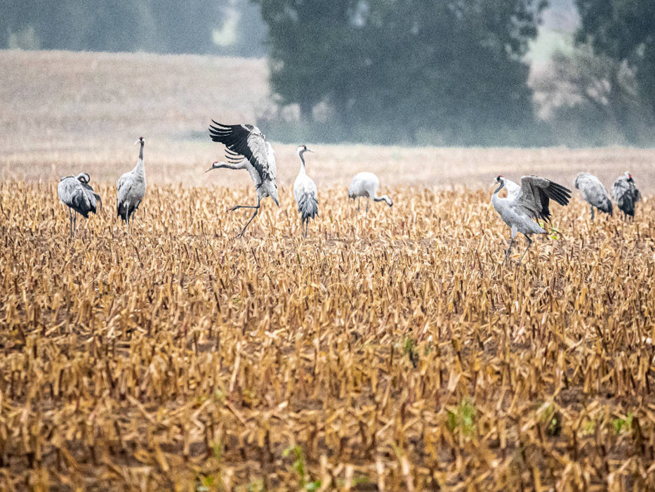 Kraniche bei Batevitz - CALVENDO Foto-Puzzle'
