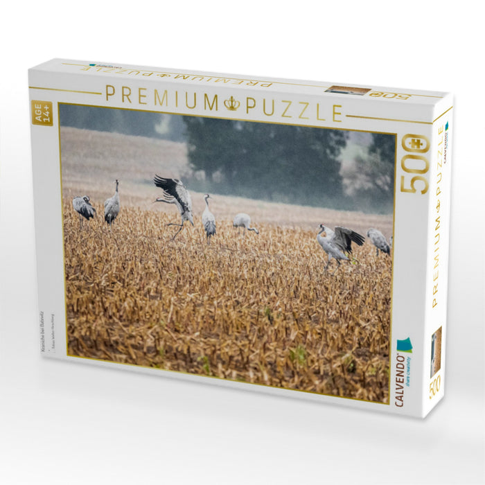 Kraniche bei Batevitz - CALVENDO Foto-Puzzle'