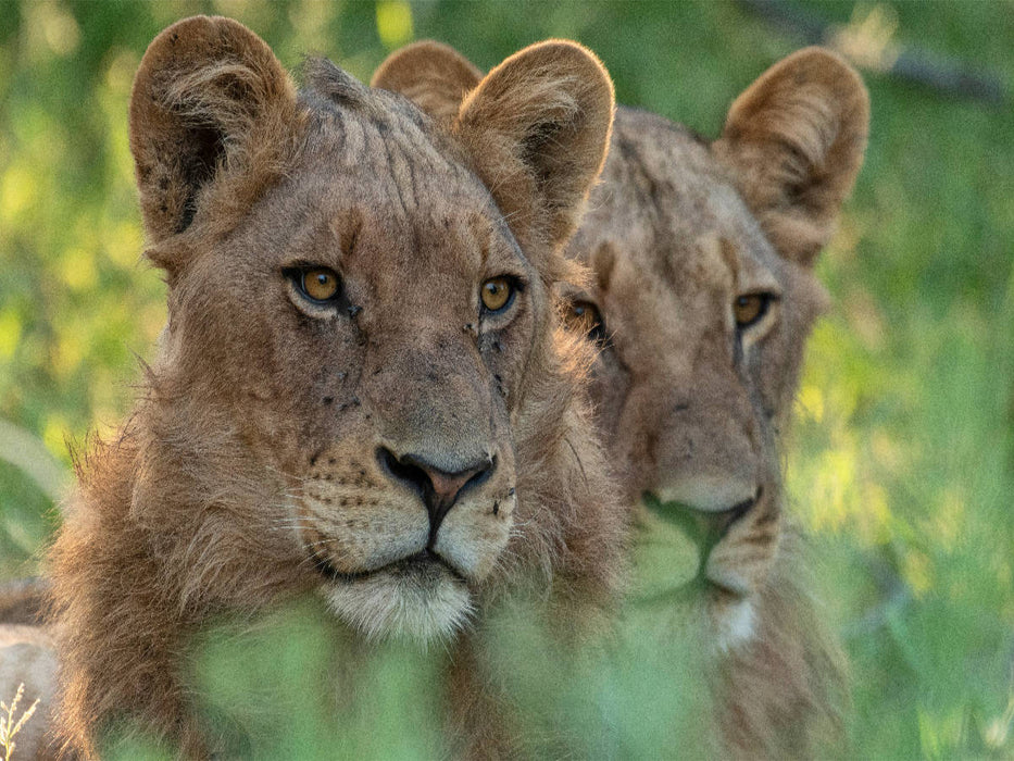 Löwen, Okavango Delta, Botswana - CALVENDO Foto-Puzzle'
