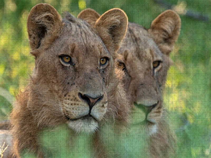 Löwen, Okavango Delta, Botswana - CALVENDO Foto-Puzzle'