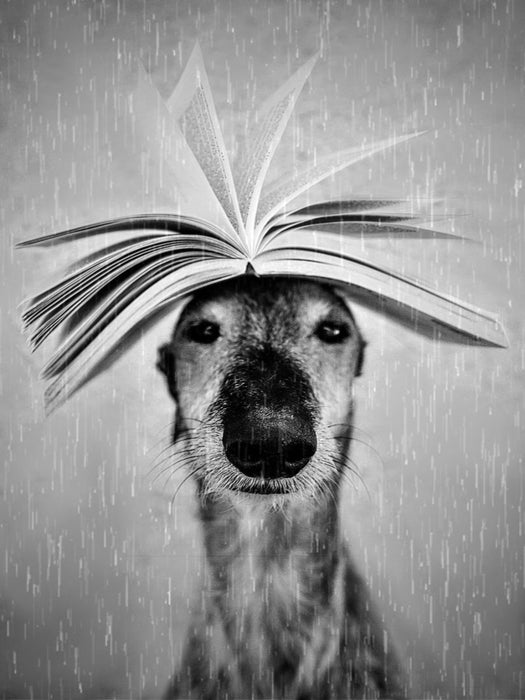 Bücherwurm - CALVENDO Foto-Puzzle'
