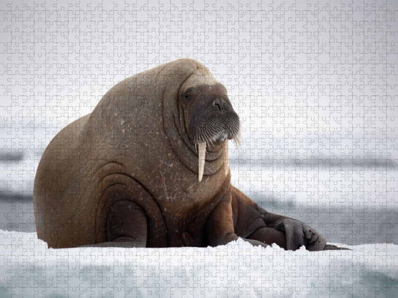 Der King bin ich - CALVENDO Foto-Puzzle'