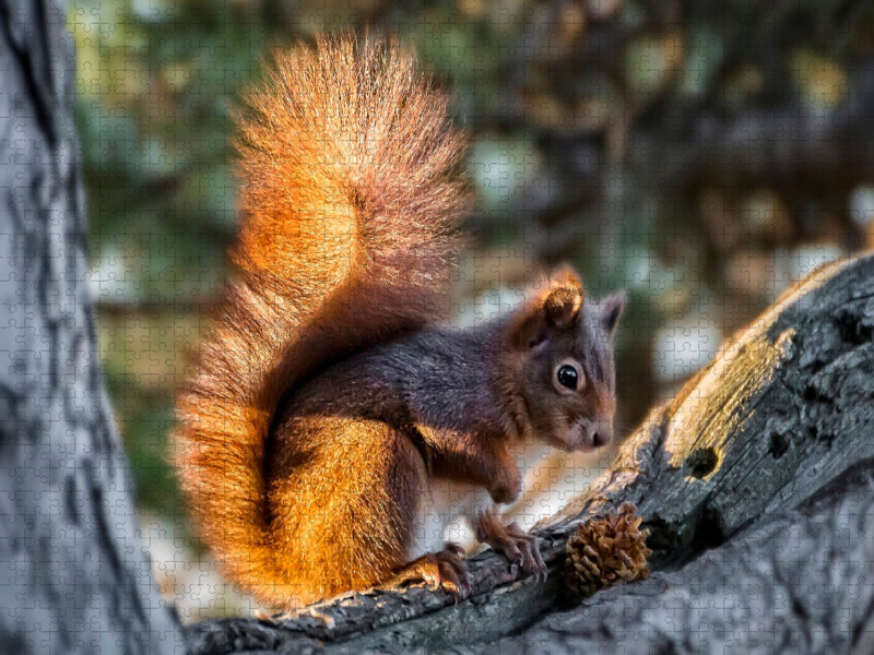 Eichhörnchen - CALVENDO Foto-Puzzle'