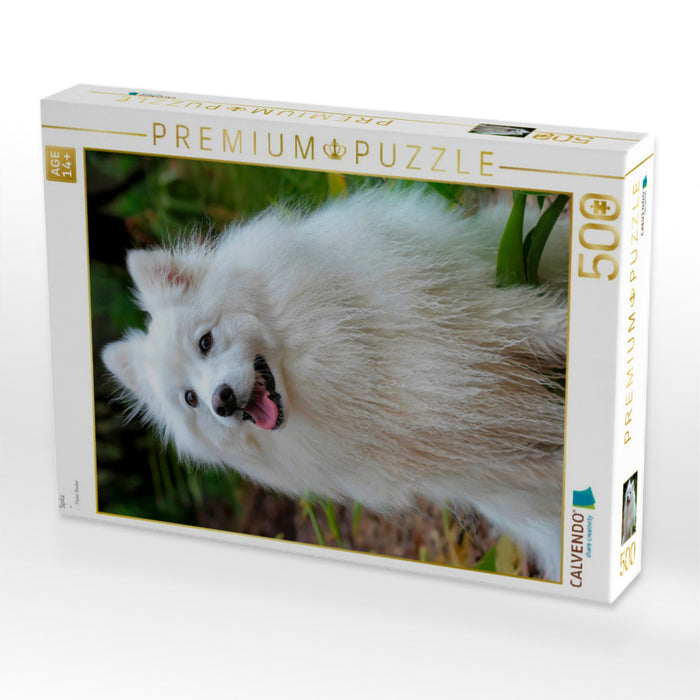 Spitz - CALVENDO Foto-Puzzle'