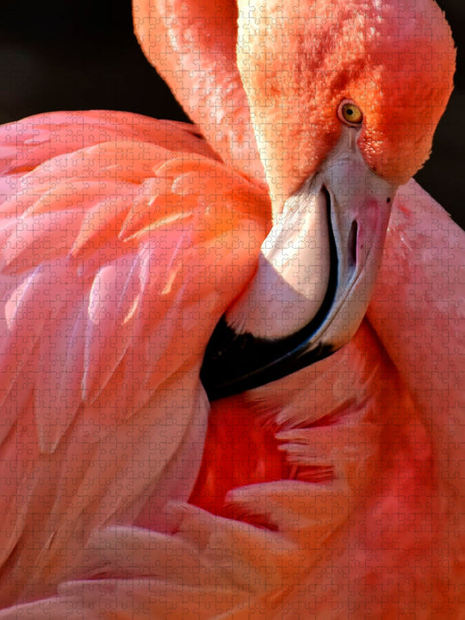 Flamingo - CALVENDO Foto-Puzzle'