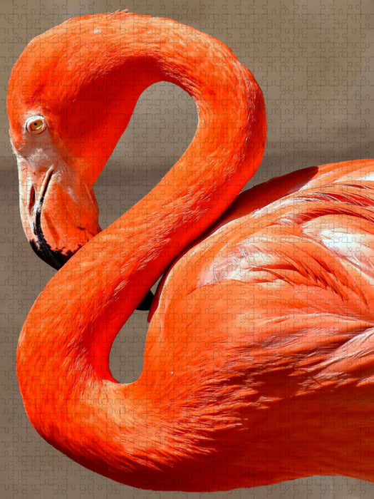 Flamingo - CALVENDO Foto-Puzzle'