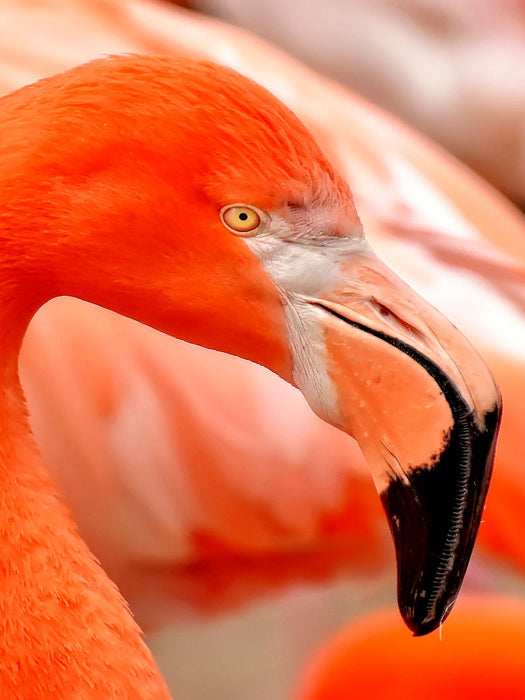 Flamingo - CALVENDO Foto-Puzzle'