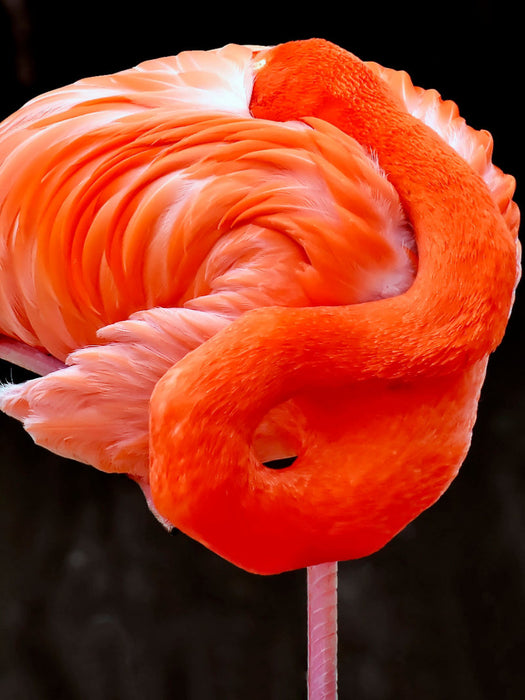 Flamingo - CALVENDO Foto-Puzzle'