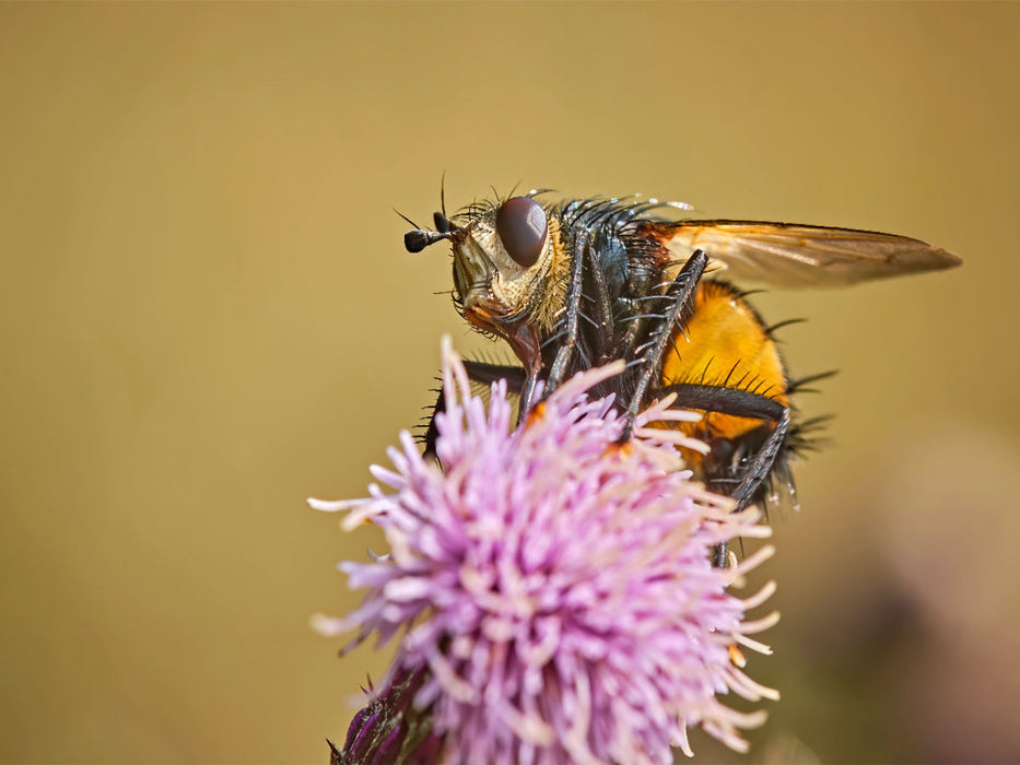 Igelfliege - CALVENDO Foto-Puzzle'