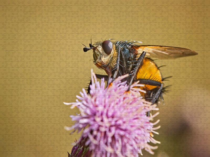 Igelfliege - CALVENDO Foto-Puzzle'