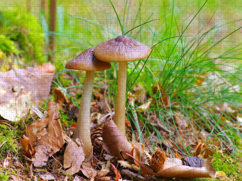 Rötlinge - CALVENDO Foto-Puzzle'