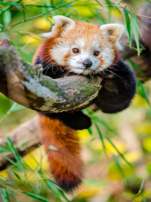 Roter Panda - CALVENDO Foto-Puzzle'