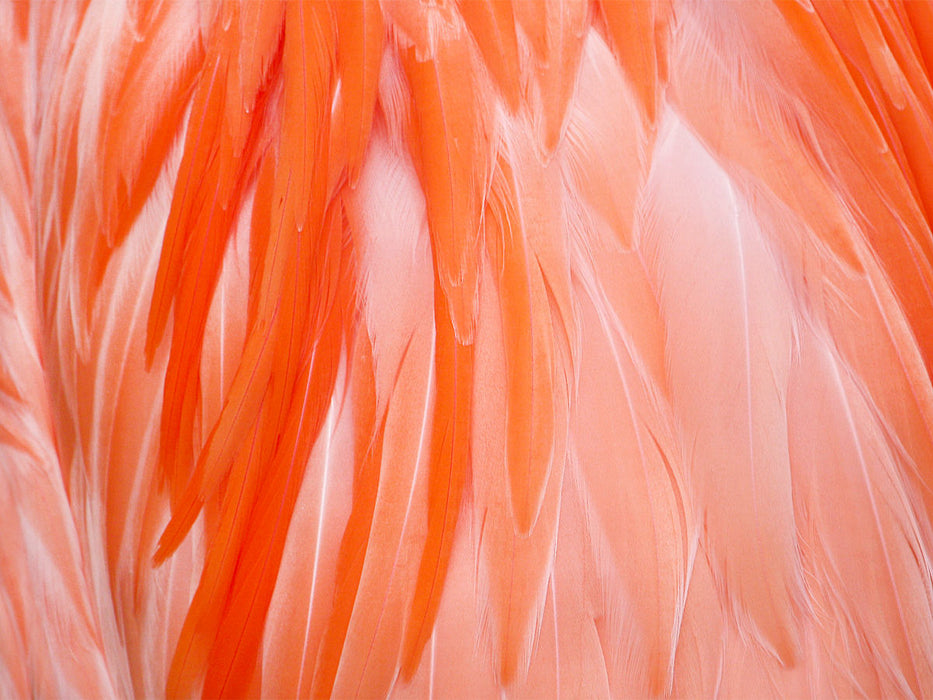 FLAMINGO - CALVENDO Foto-Puzzle'