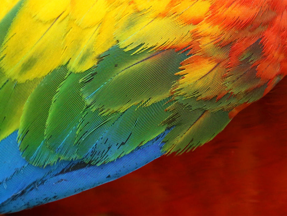 Ara - CALVENDO Foto-Puzzle'