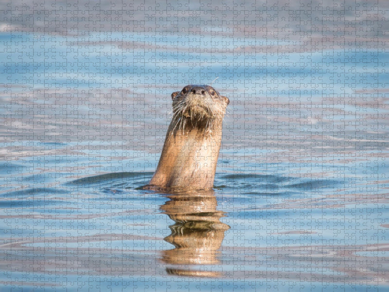 Otter - CALVENDO Foto-Puzzle'