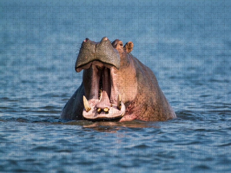 Nilpferd - CALVENDO Foto-Puzzle'